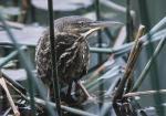 Black Bittern