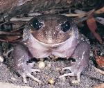 Female, Giant Burrowing Frog