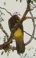 Wompoo Fruit-dove