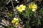 Flower, Spreading Guinea Flower