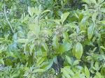 Foliage and flowers, Giant Ironwood