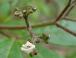 Flower and buds, Willi Willi Zieria