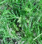 Lord Howe Island Morning Glory overrun by Kikuyu Grass