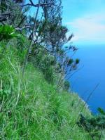 Lord Howe Island Broom