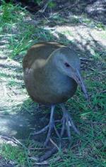 Lord Howe Woodhen