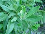 Foliage, Sallywood