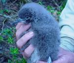 Chick, Little Shearwater