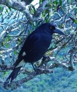 Lord Howe Currawong