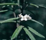 Flower and foliage, Velvet Zieria