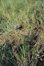 In seed, Finger Panic Grass