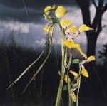 Flower, Pine Donkey Orchid