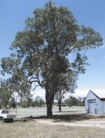 Form, Slaty Red Gum