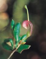 Flower, Gibraltar Grevillea