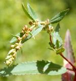 Foliage and buds, Tall Velvet Sea-berry