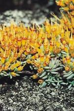 Flowers and form, Barraba Homoranthus