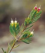 Foliage and flowers, Bolivia Homoranthus