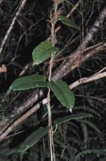 Foliage and flowers, Slender Marsdenia