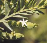 Flowers and foliage, Square-stemmed Olax