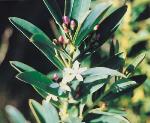 Flower, Mountain Wax-flower