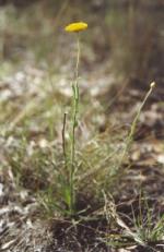 Flower and form, Heath Wrinklewort