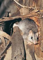 Brush-tailed Phascogale