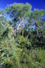 Agnes Banks Woodland in the Sydney Basin Bioregion