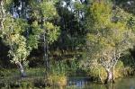 Castlereagh Swamp Woodland Community