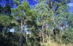 Cooks River/ Castlereagh Ironbark Forest in the Sydney Basin Bioregion