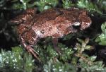 Female Pouched Frog