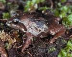 Loveridge's Frog