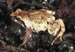 Sphagnum Frog