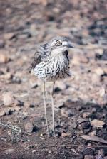 Adult Bush Stone-curlew