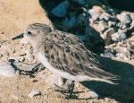 Sanderling