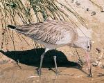 Black-tailed Godwit