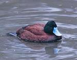 Male Blue-billed Duck