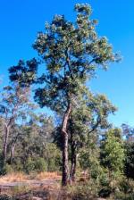 Form and habitat, Sandstone Rough-barked Apple