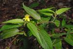 Flower and foliage, Native Jute