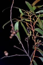 Fruit, Capertee Stringybark