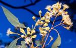 Flowers and buds, Square-fruited Ironbark