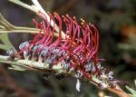 Flower, Beadle's Grevillea