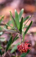 Flower and foliage, Evans Grevillea