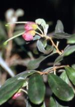 Flower and foliage, Mason's Grevillea