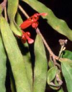 Flower and foliage, Soft Grevillea