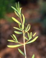 Foliage, Binghi Homoranthus