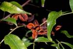 Fruit and foliage, Fine-leaved Tuckeroo