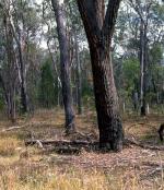 McKies Stringybark/Blackbutt Open Forest