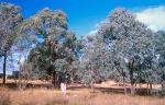 New England Peppermint (<em>Eucalyptus nova-anglica</em>) Woodland on Basalts and Sediments in the New England Tableland Bioregion