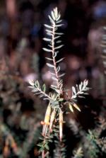 Foliage and flowers, Montane Green Five-corners