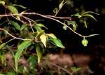 Foliage and fruit, Peach Myrtle