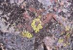 <em>Xanthoparmelia tasmanica</em>, Mt Canobolas <em>Xanthoparmelia</em> Lichen Community